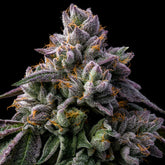 Giraffe Puzzy Seeds
